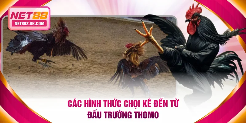 Đá Gà Trực Tiếp Thomo 24/7 Được Phát Sóng Mỗi Ngày Tại NET88 - Gi79