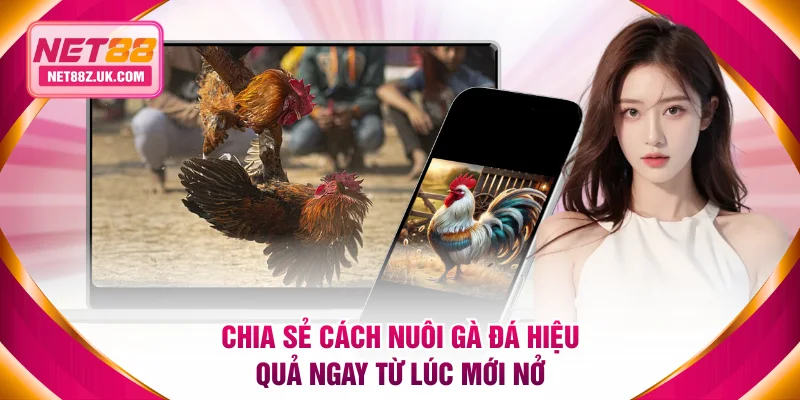 Cách Nuôi Gà Đá Khoa Học Theo 3 Giai Đoạn Từ Chuyên Gia NET88 - Gi79