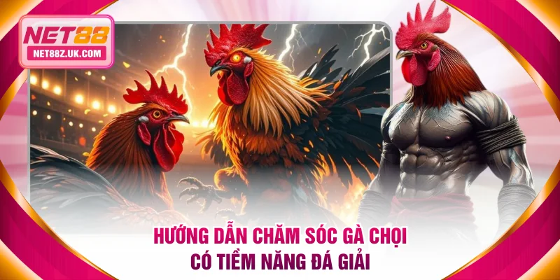 Cách Nuôi Gà Đá Khoa Học Theo 3 Giai Đoạn Từ Chuyên Gia NET88 - Gi79