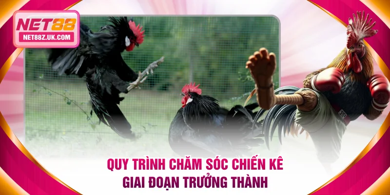 Cách Nuôi Gà Đá Khoa Học Theo 3 Giai Đoạn Từ Chuyên Gia NET88 - Gi79