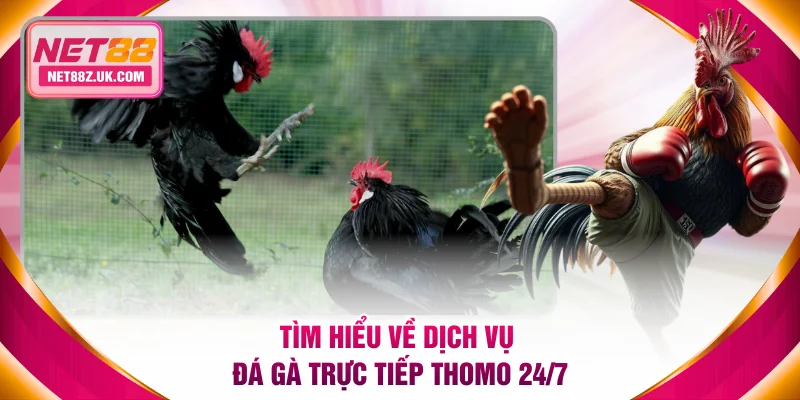 Đá Gà Trực Tiếp Thomo 24/7 Được Phát Sóng Mỗi Ngày Tại NET88 - Gi79