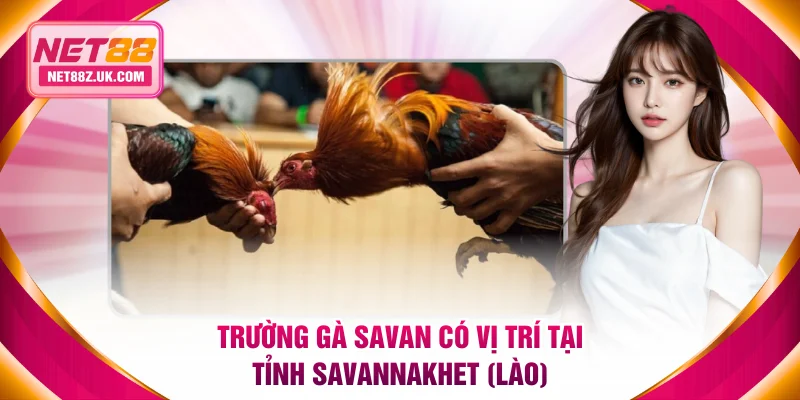 Trường Gà Savan - Thánh Địa Đá Gà C1 Đẳng Cấp Tại Lào - Gi79