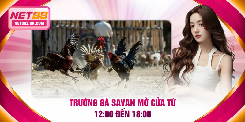 Trường Gà Savan - Thánh Địa Đá Gà C1 Đẳng Cấp Tại Lào - Gi79