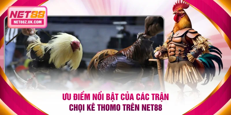 Đá Gà Trực Tiếp Thomo 24/7 Được Phát Sóng Mỗi Ngày Tại NET88 - Gi79